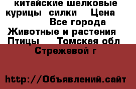 китайские шелковые курицы (силки) › Цена ­ 2 500 - Все города Животные и растения » Птицы   . Томская обл.,Стрежевой г.